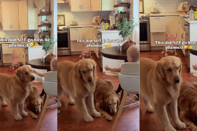 Golden Retriever Wants the Baby’s Food, but It Doesn’t Go as Planned