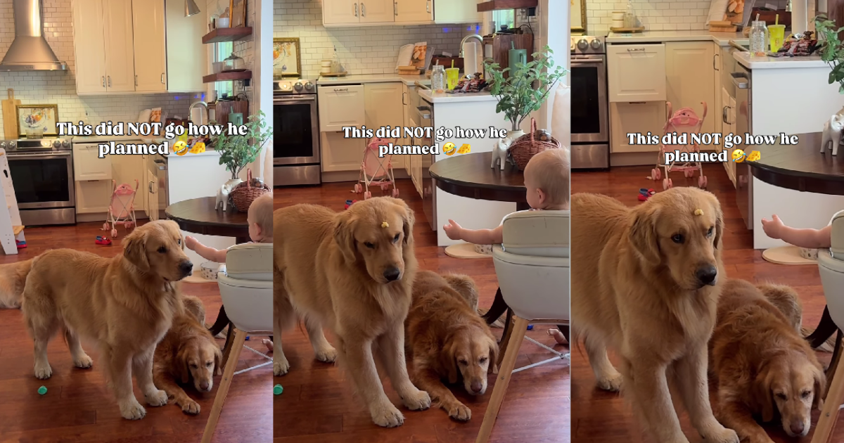 Golden Retriever Wants the Baby’s Food, but It Doesn’t Go as Planned