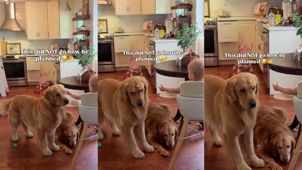 Golden Retriever Wants the Baby’s Food, but It Doesn’t Go as Planned