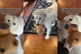 Senior Golden Retriever Took Weeks To Warm up to Toys, but This Is Him Now