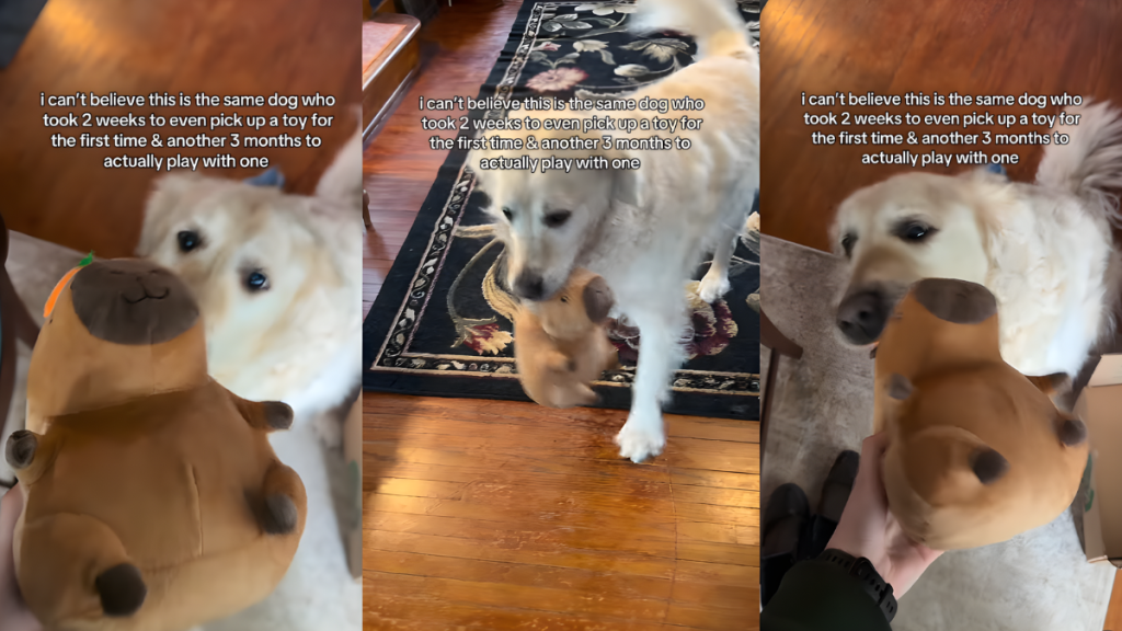 Senior Golden Retriever Took Weeks To Warm up to Toys, but This Is Him Now