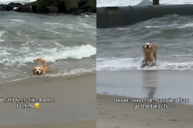 Golden Retriever Sees the Beach Again, Gets Mom Emotional for a Reason