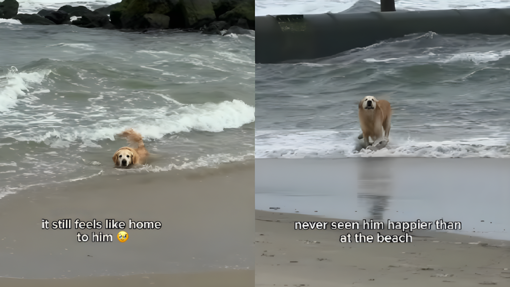 Golden Retriever Sees the Beach Again, Gets Mom Emotional for a Reason