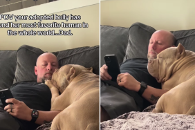 Adopted Dog Rests Her Head of Dad’s Chest Like He’s Her Whole World