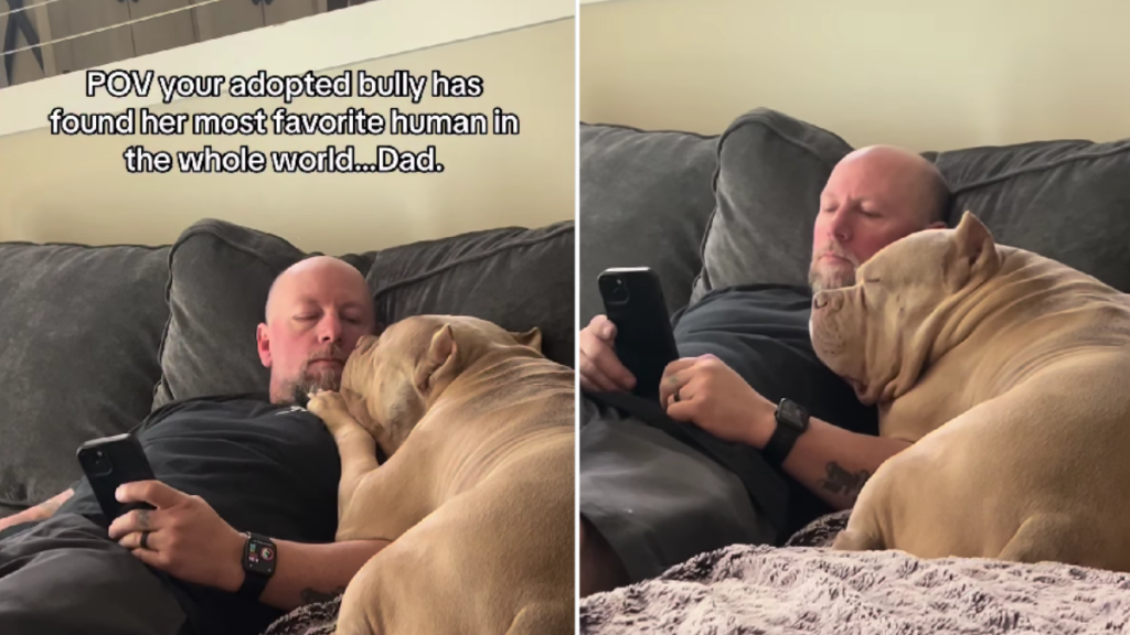 Adopted Dog Rests Her Head of Dad’s Chest Like He’s Her Whole World