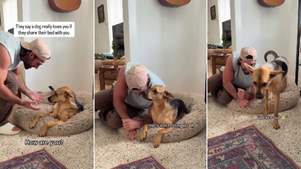 Rescue Dog Lets Dad Into His Bed, Makes Room for Him in His Safe Spot