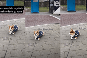 Corgi Makes Mom Negotiate With Him To Agree To Walk Home