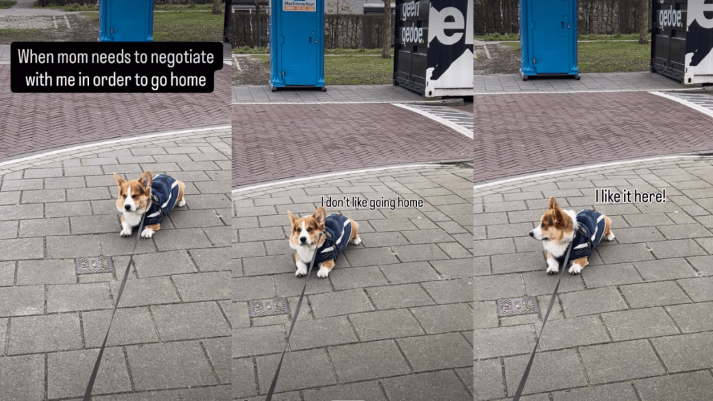 Corgi Makes Mom Negotiate With Him To Agree To Walk Home