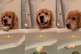 Golden Retriever Offers Mom His Toy for Comfort While She’s in the Bath
