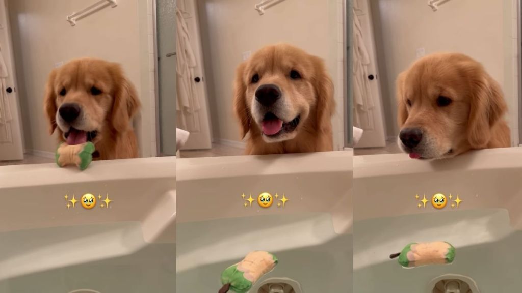 Golden Retriever Offers Mom His Toy for Comfort While She’s in the Bath