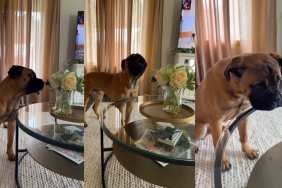 Dog Sulks After Owner Asks To Leave Flowers Alone