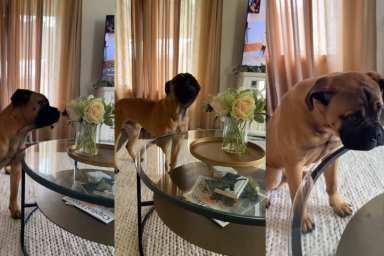 Dog Sulks After Owner Asks To Leave Flowers Alone