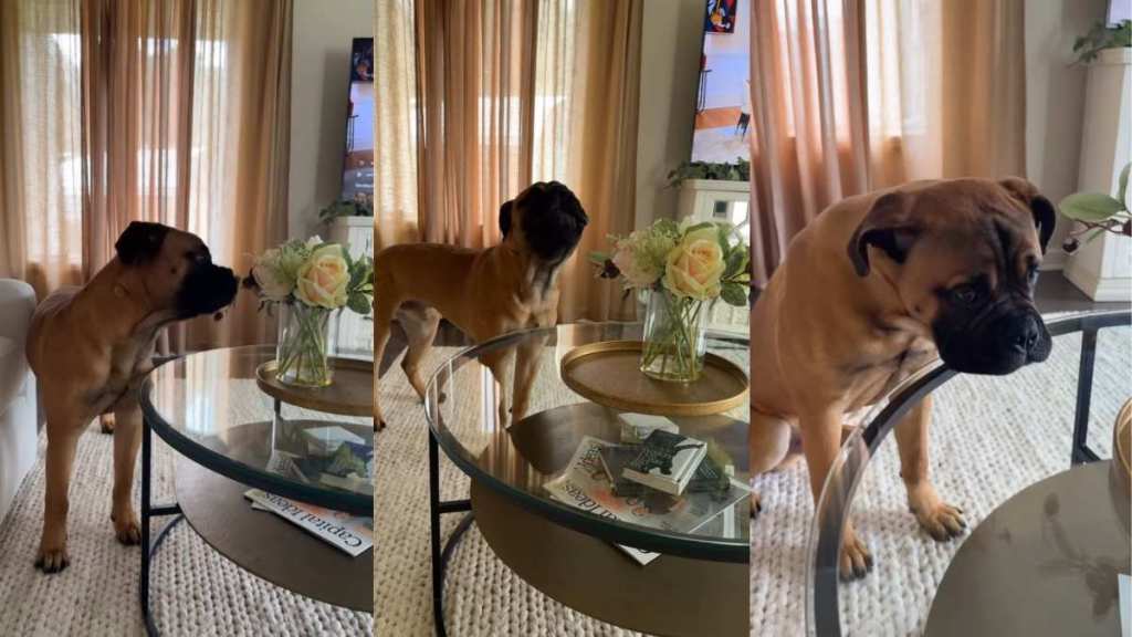 Dog Sulks After Owner Asks To Leave Flowers Alone