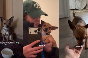 Foster Dog Goes From Shaking in Fear To Feeling Loved & Safe