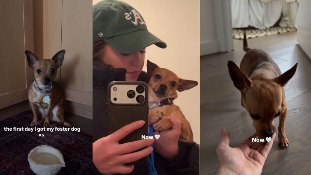 Foster Dog Goes From Shaking in Fear To Feeling Loved & Safe