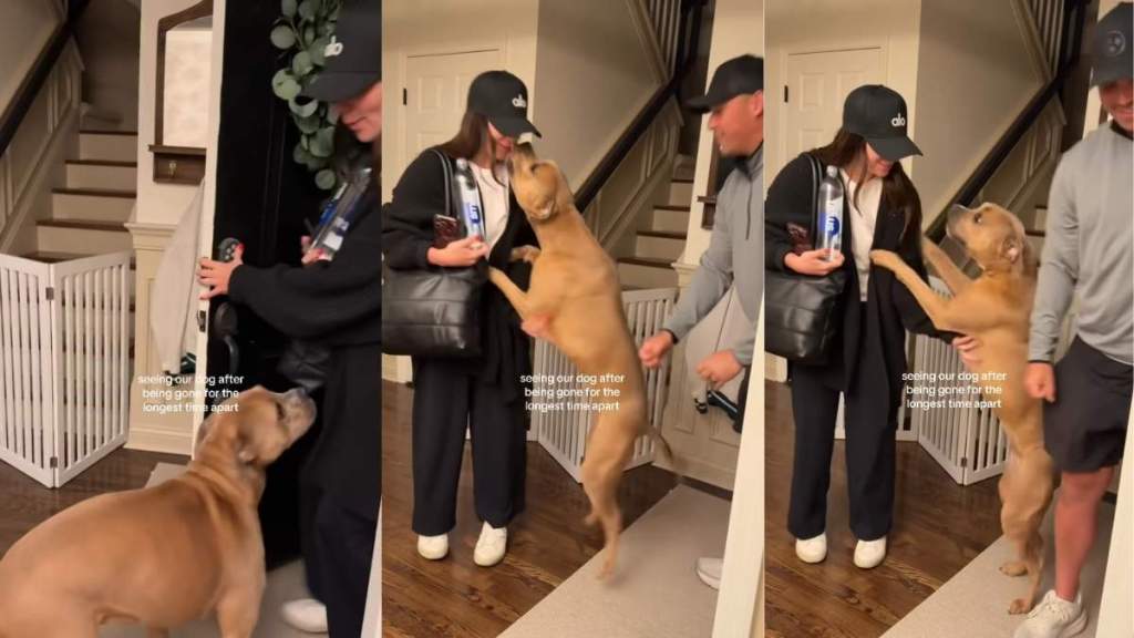 Dog Reunites With Parents After Long Time Apart & It Feels Like Forever