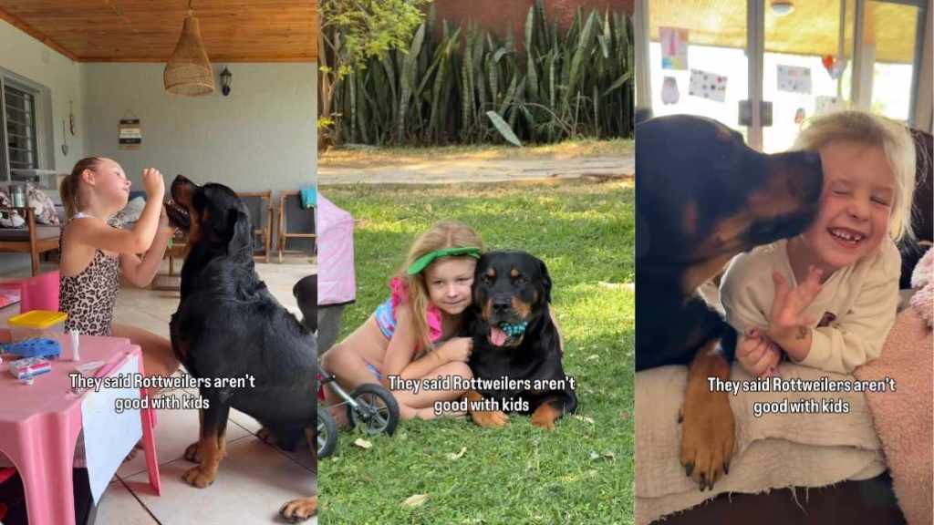 Dog Is the Best Companion This Little Girl Could Ask For, Here’s Proof