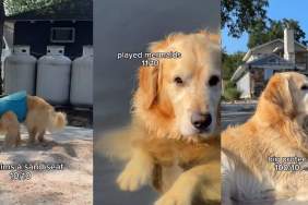 Golden Retriever's Adventure of the Week Includes 'Playing Mermaids'