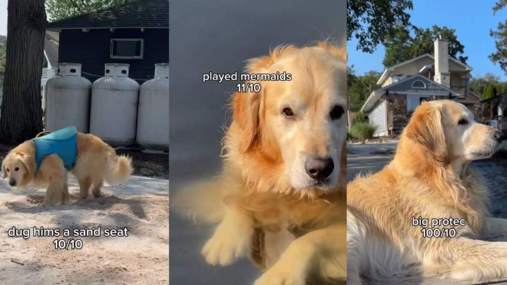 Golden Retriever's Adventure of the Week Includes 'Playing Mermaids'