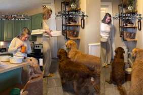 Golden Retrievers Listen to Mom & Stay on Best Behavior for Dinner Time