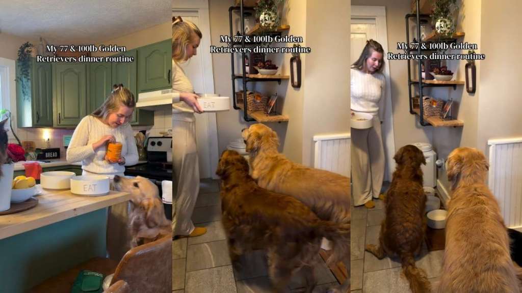 Golden Retrievers Listen to Mom & Stay on Best Behavior for Dinner Time