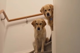 Golden Retrievers mom friends