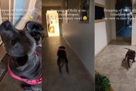 Dog Is So Excited To Visit Grandparents’ House, She Forgets About Dad