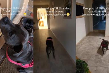 Dog Is So Excited To Visit Grandparents’ House, She Forgets About Dad