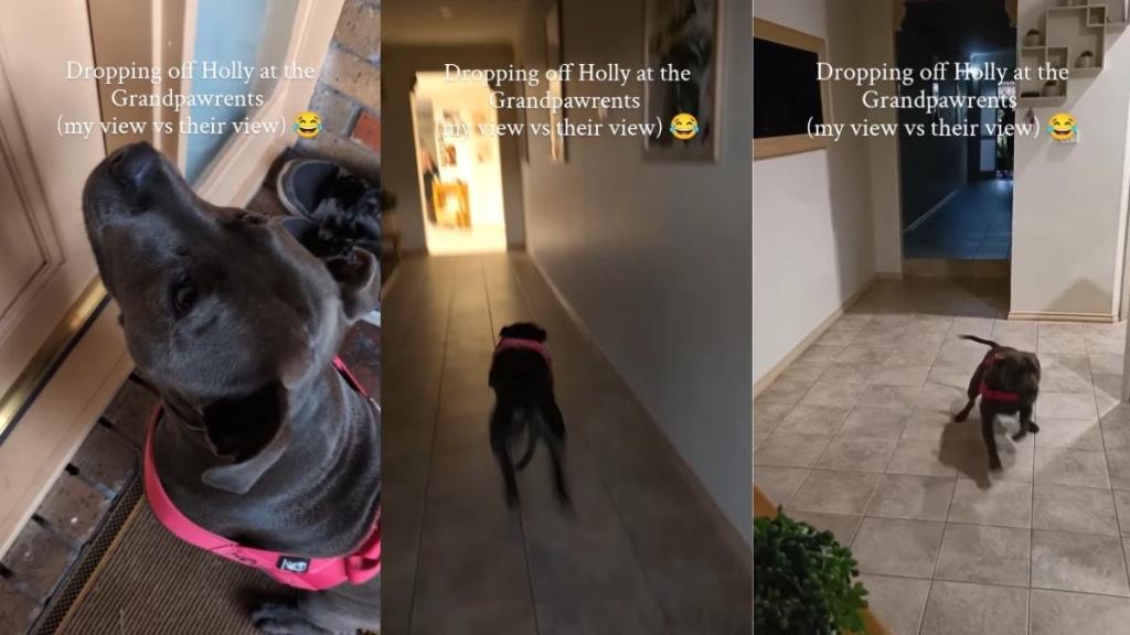 Dog Is So Excited To Visit Grandparents’ House, She Forgets About Dad