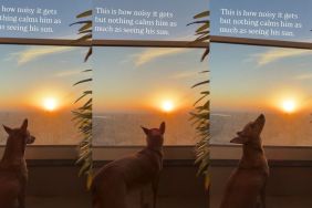 Dog Loves Nothing More Than a Sunset
