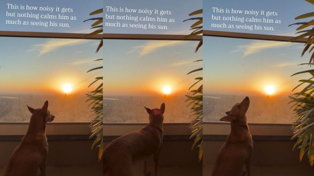 Dog Loves Nothing More Than a Sunset