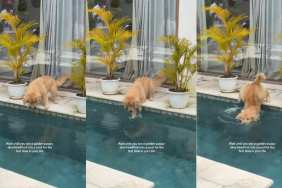 Puppy Dives Into Pool Headfirst for First Time in Life