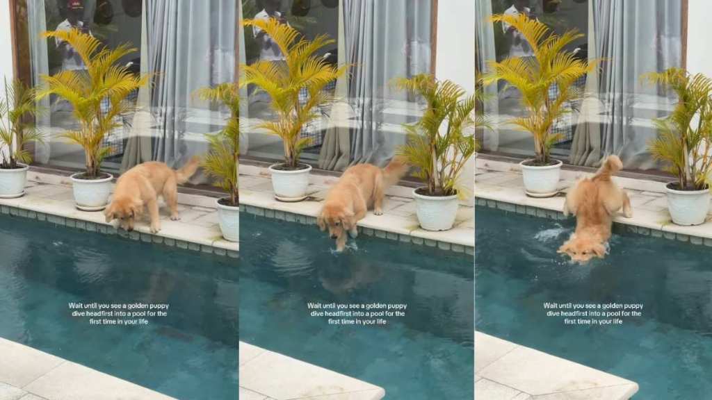 Puppy Dives Into Pool Headfirst for First Time in Life