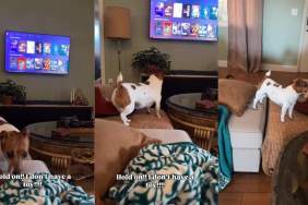 Dog Realizes She Forgot Her Toy While Watching Cartoon & Runs To Fetch It