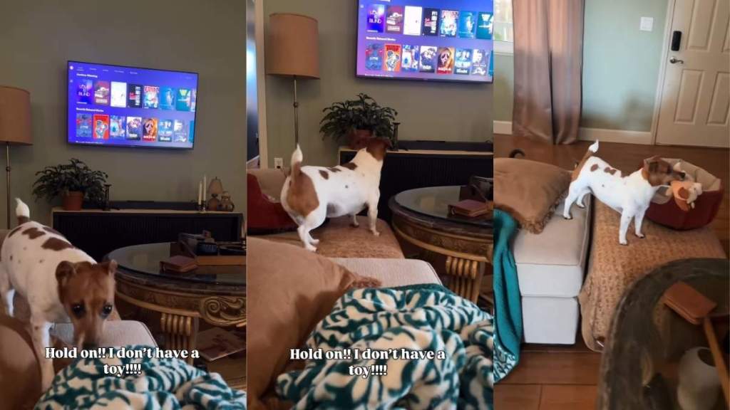 Dog Realizes She Forgot Her Toy While Watching Cartoon & Runs To Fetch It