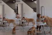 Golden Retriever’s Bond With Baby Is Something Straight Out of a Fairytale