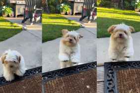 Puppy Can’t Stop Doing Cute Little Jumps To Join Mom Inside