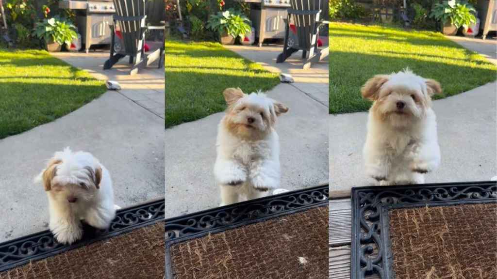 Puppy Can’t Stop Doing Cute Little Jumps To Join Mom Inside