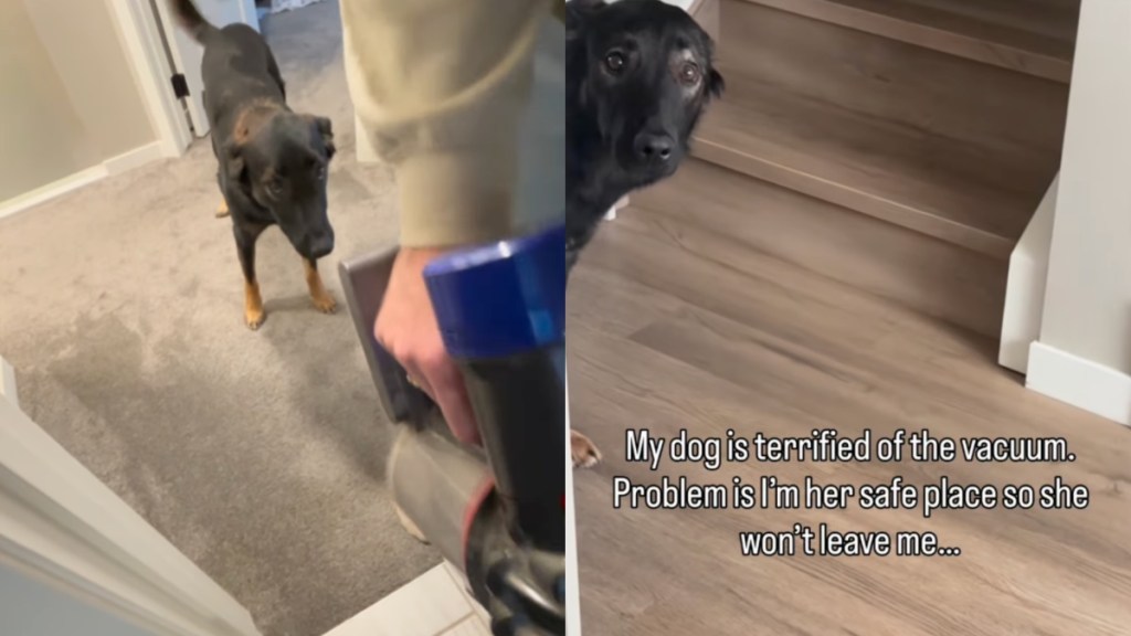 Dog Is ‘Terrified’ of the Vacuum but Still Follows Mom for Sweet Reason