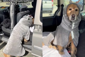 Dog Has Had Enough at the Beach & Returns to the Car To Do This Next