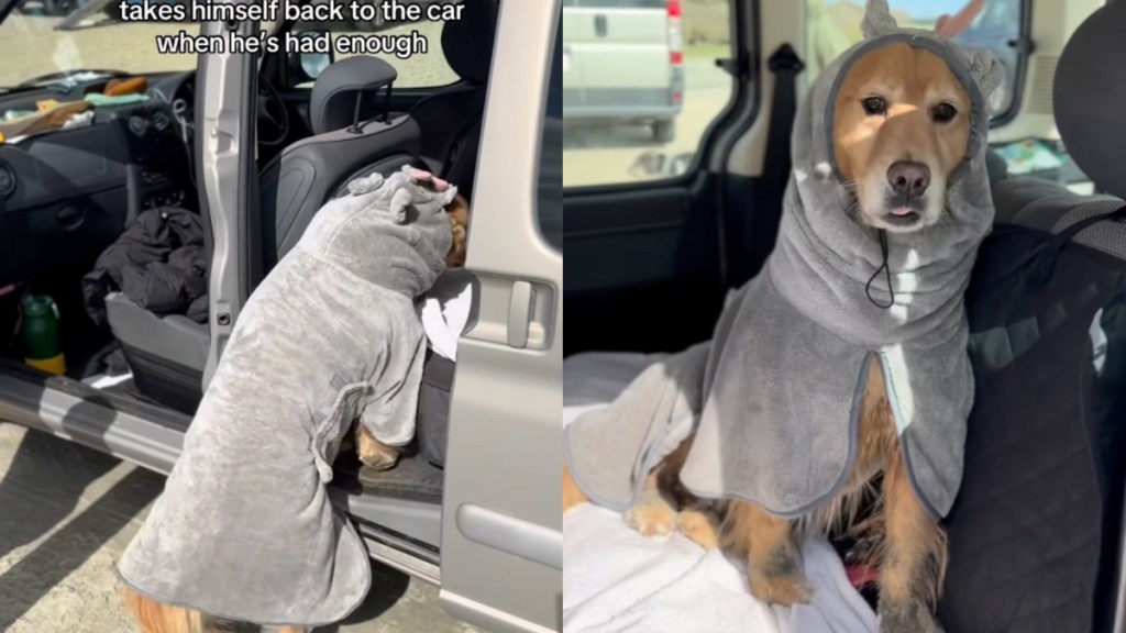 Dog Has Had Enough at the Beach & Returns to the Car To Do This Next