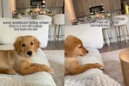 Golden Retriever Puppy Has Orders for Mom Like She Never Saw Coming