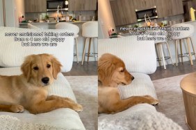 Golden Retriever Puppy Has Orders for Mom Like She Never Saw Coming