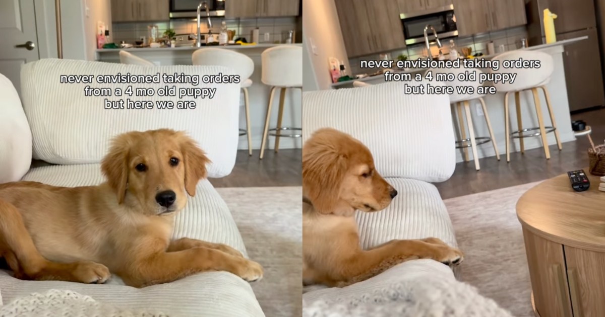 Golden Retriever Puppy Has Orders for Mom Like She Never Saw Coming