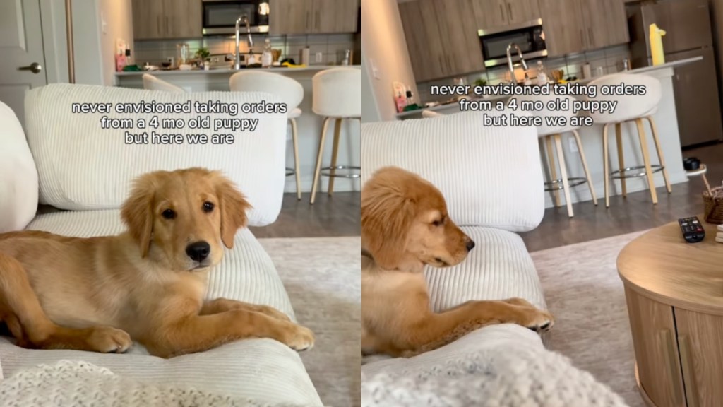 Golden Retriever Puppy Has Orders for Mom Like She Never Saw Coming