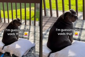 Dog Has Other Plans for Pillows Mom Left Out To Sanitize in the Sun