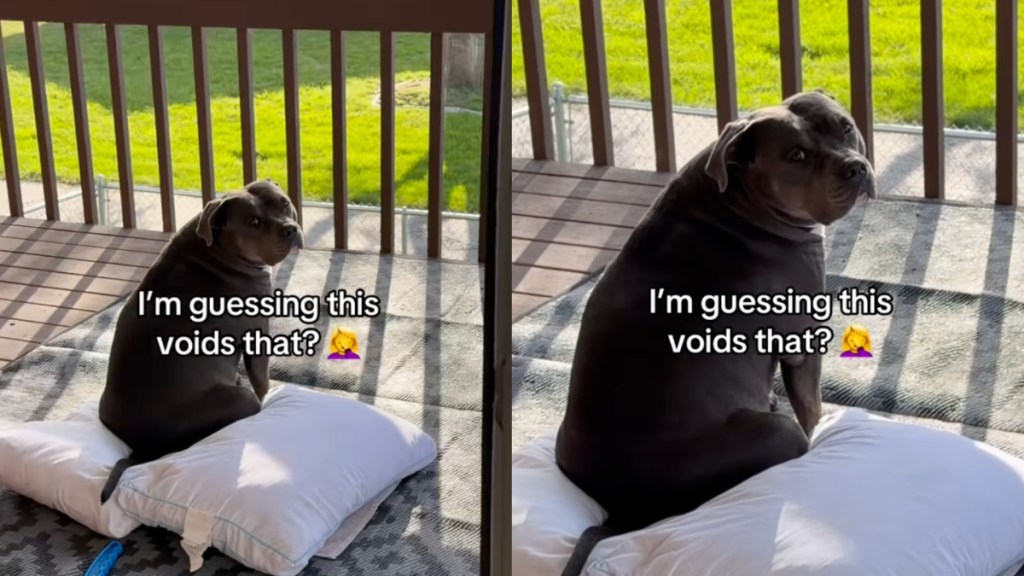 Dog Has Other Plans for Pillows Mom Left Out To Sanitize in the Sun