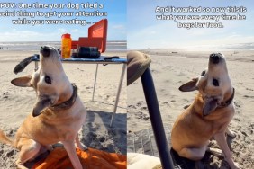 This Dog Has a Good Reason for Tilting His Head While Begging for Food