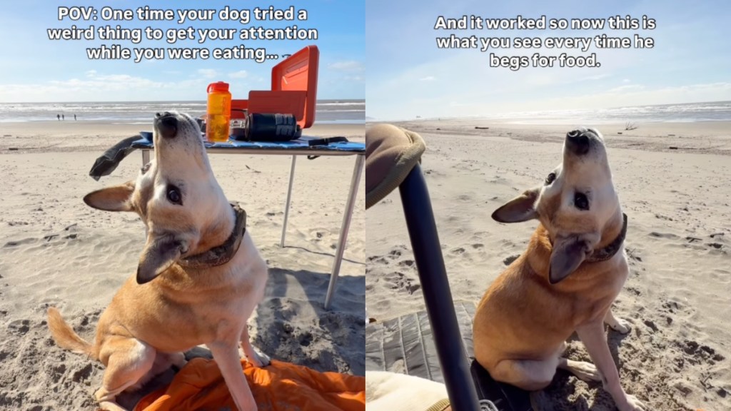 This Dog Has a Good Reason for Tilting His Head While Begging for Food