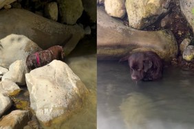 Dog Has a Perfect Day of Swimming, Chasing Sticks & Catching Bugs